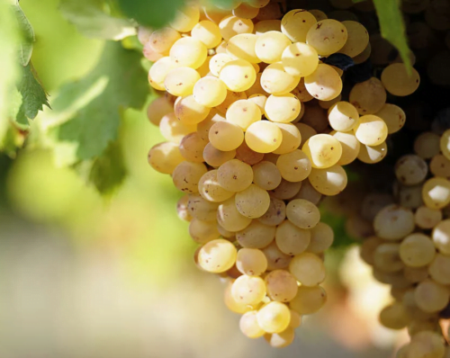 Albariño grape