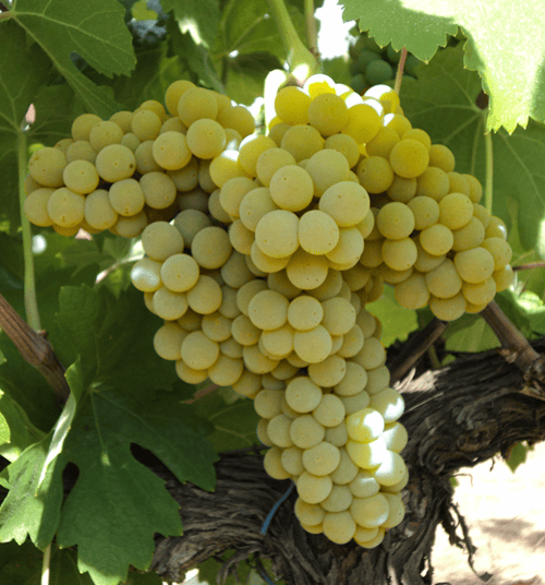 Arinto grape