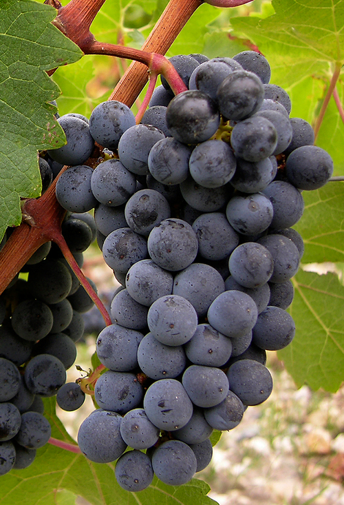 Cabernet Sauvignon Grapes