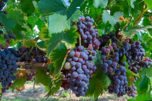 Carignan grape