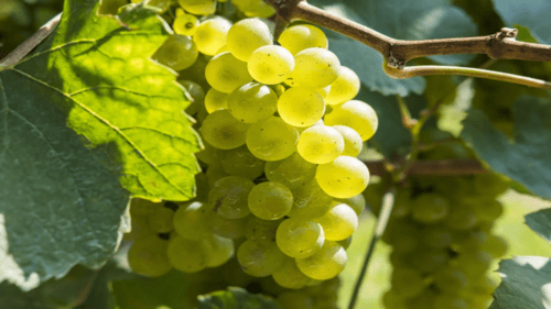 Chardonnay Grape