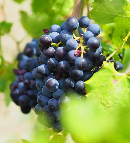 Grenache Grapes