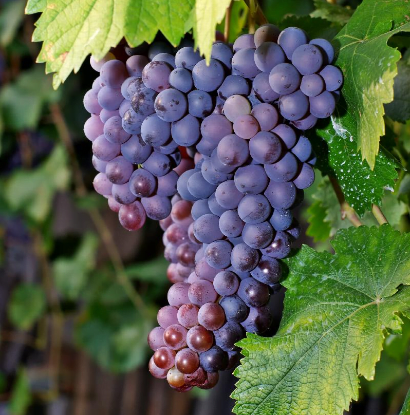 Merlot Grape