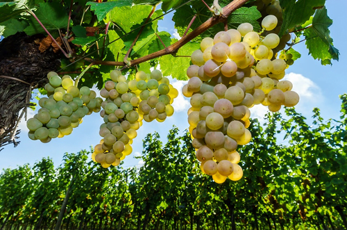 Muscat - Moscato grape