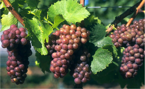 Pinot Grigio grape