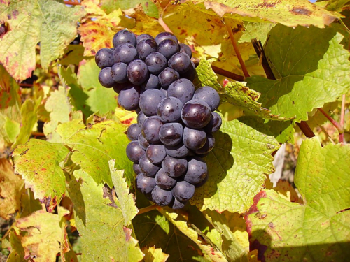 Grapes - Pinot Noir