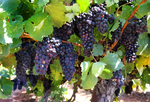 Piquepoul Noir grape