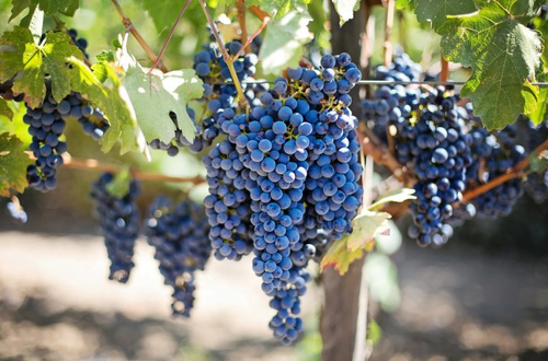 Primitivo grape