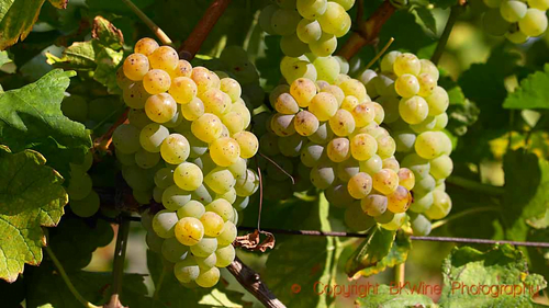 Riesling grape