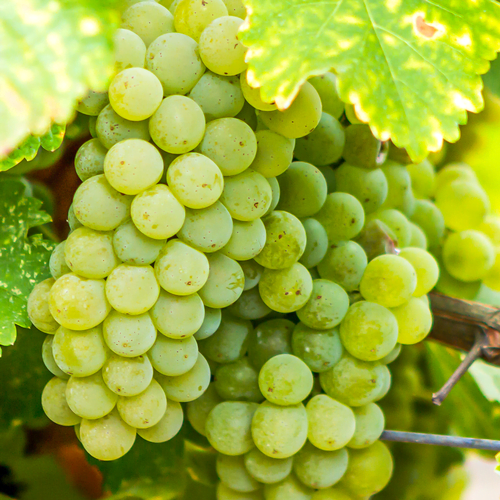 Sauvignon Blanc grape