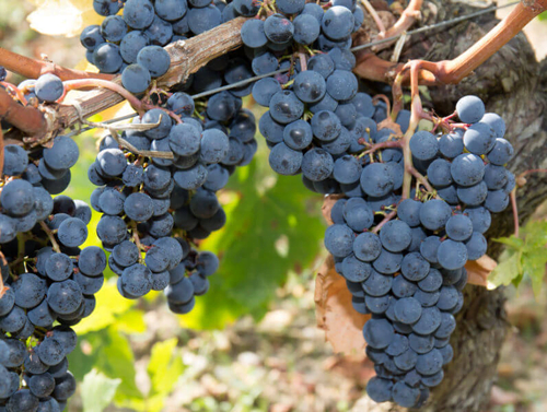 Shiraz grape