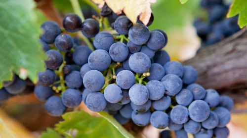 Syrah Grape