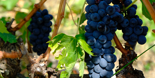 Tempranillo grape
