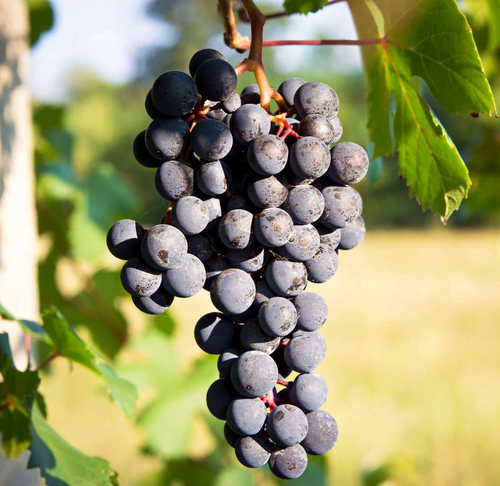 Barbera grape