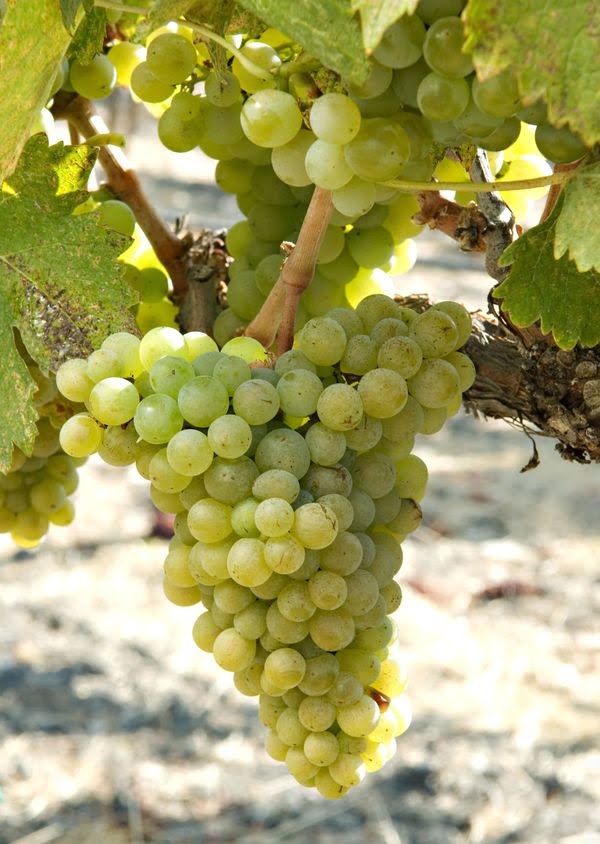 Picpoul Grape