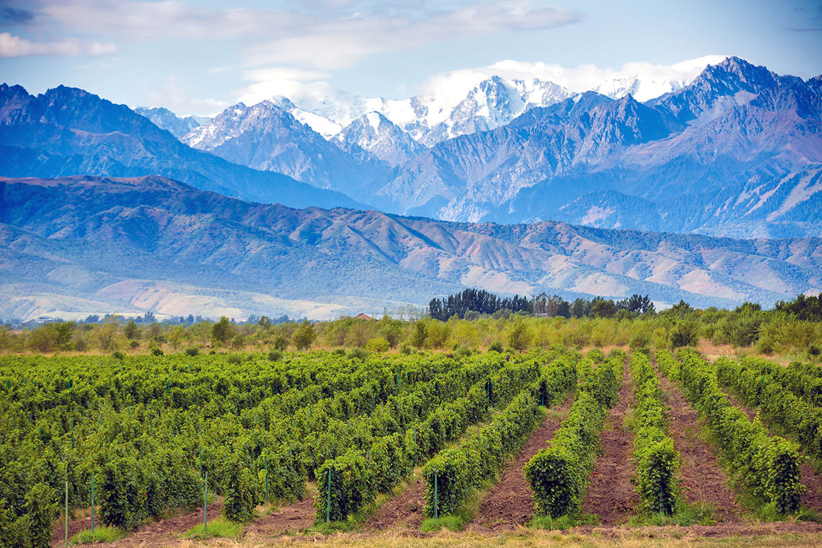 Argentina Wines