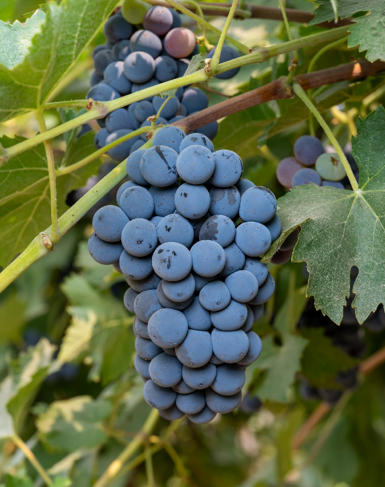 Bonarda grape