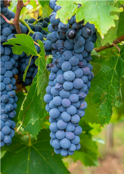 Cannonau grape