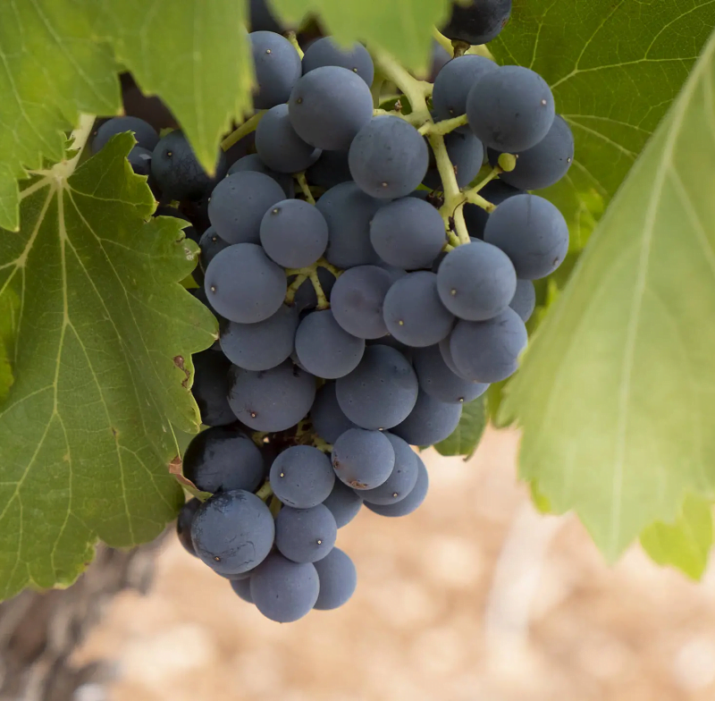 Carmenere grape