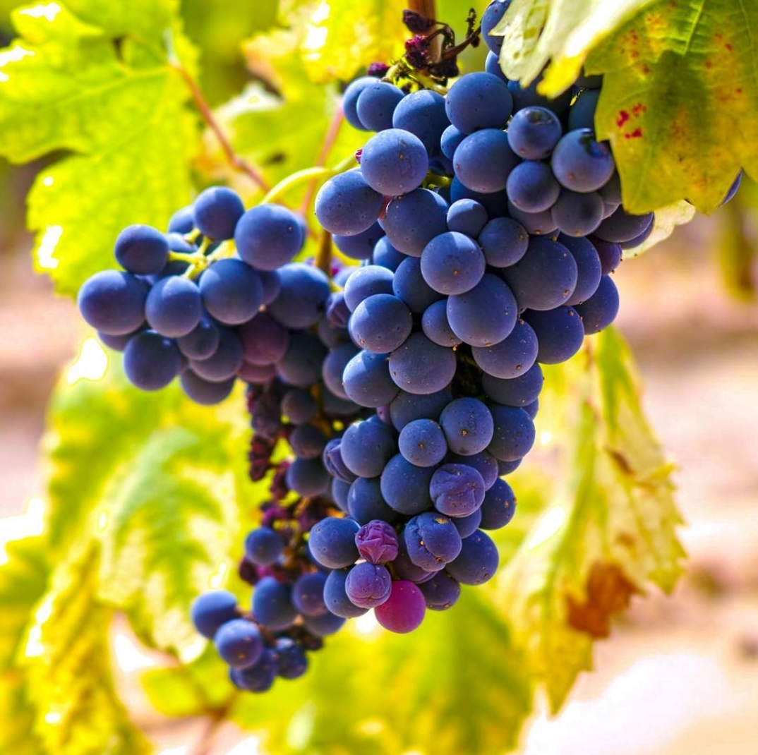 Cinsault Grape