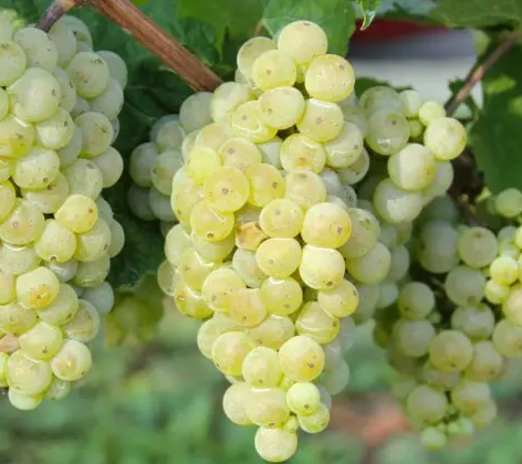 Cortese Grape