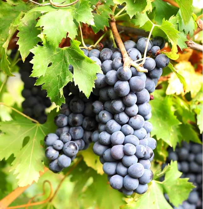Corvina Grape