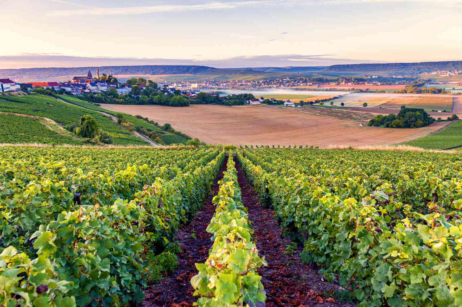 France wine
