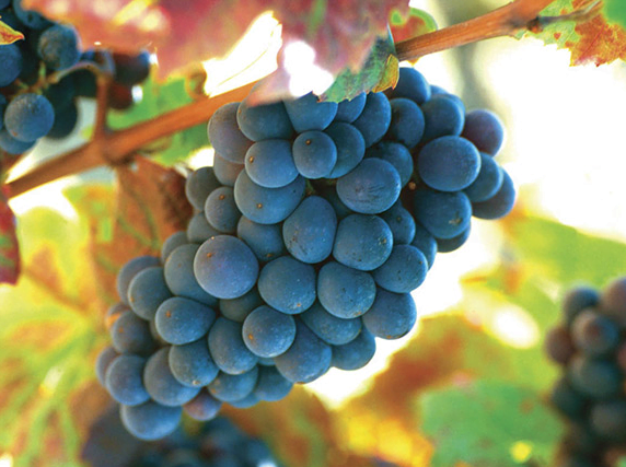 Gamay Grape