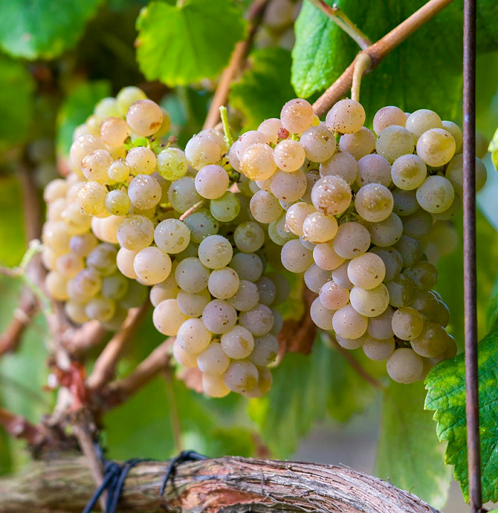 Loureiro Grape