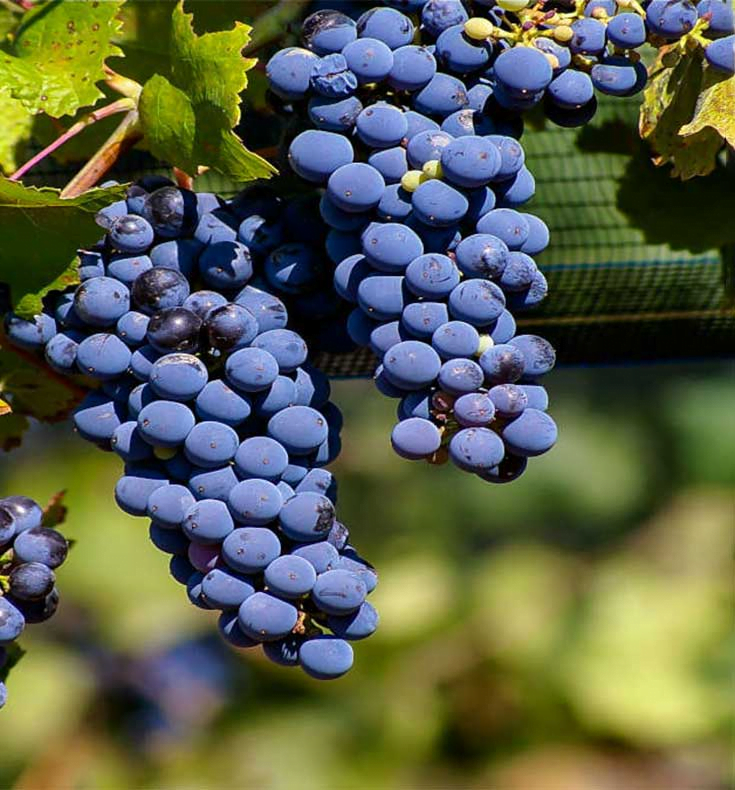 Malbec Grape