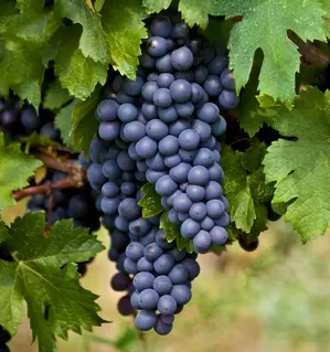 Mencia Grape