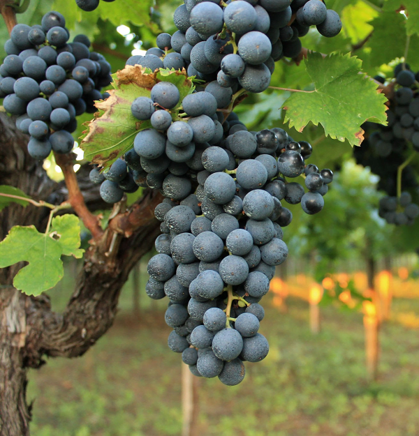 Montepulciano grape
