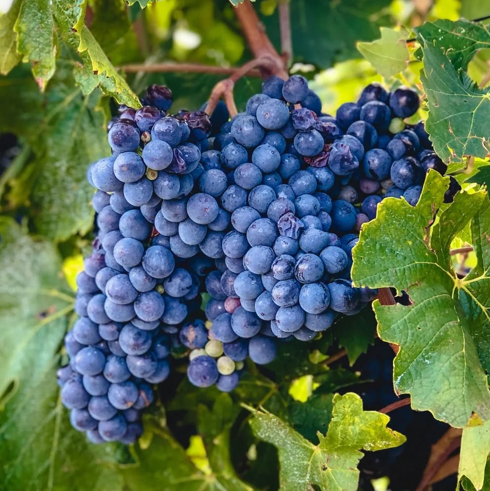 Sangiovese grape
