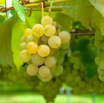 Semillon grape