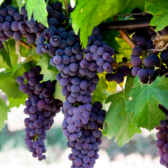 Tannat grape