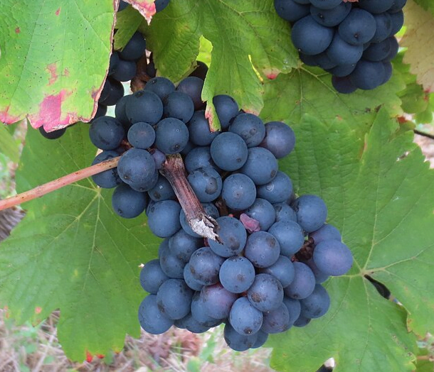 Trousseau grape