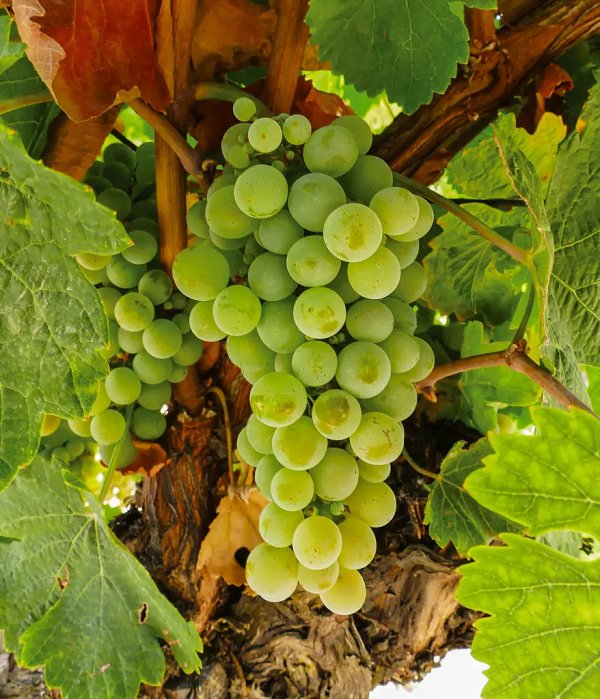 Verdejo grape