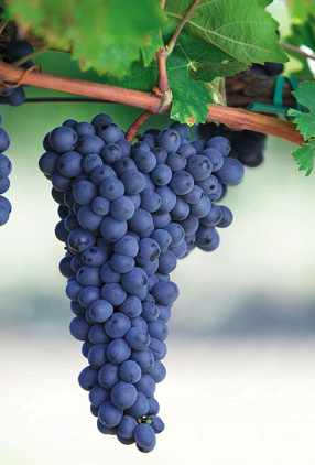 Zinfandel Grape
