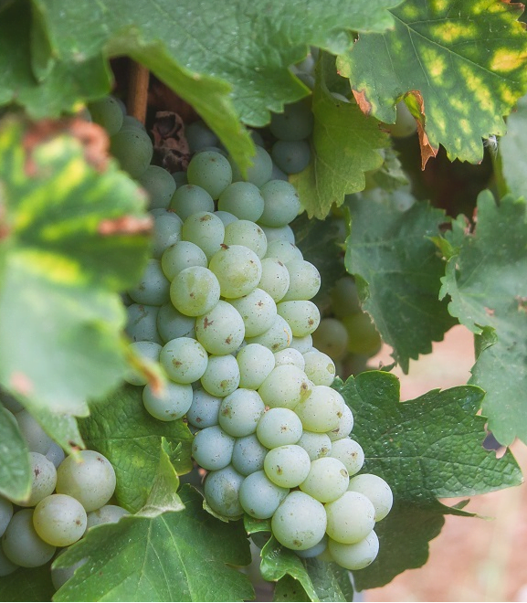 aligote grape