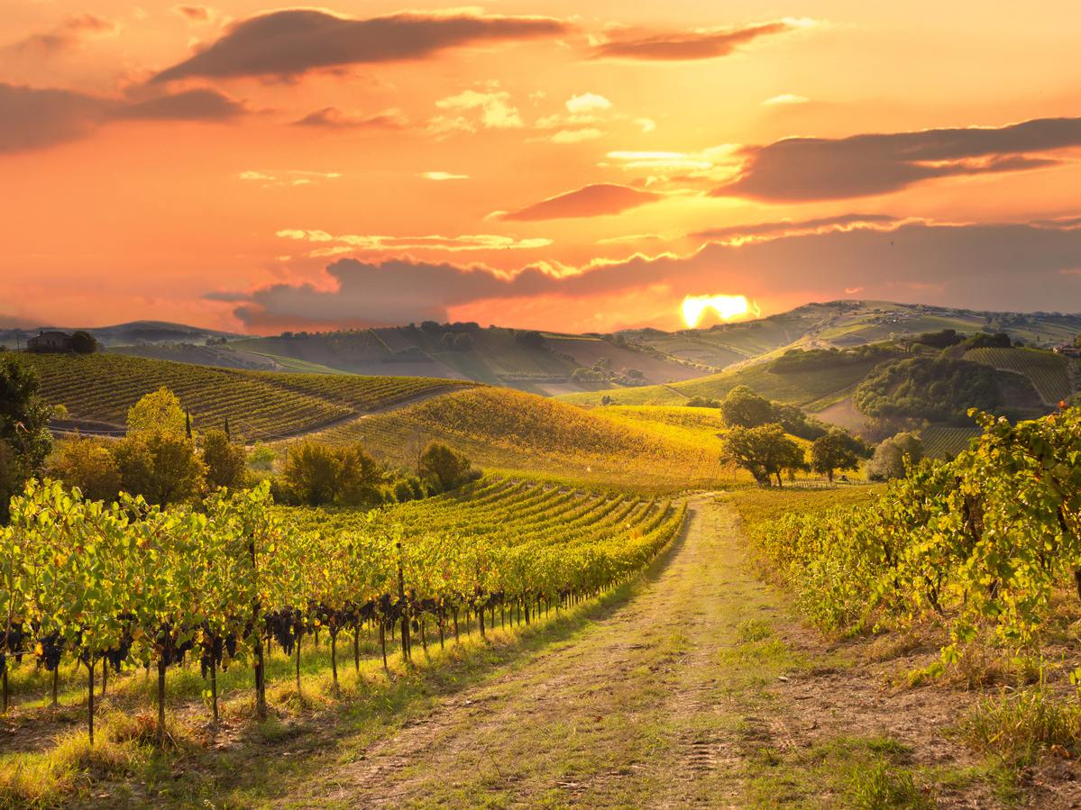 California, one of the world’s premier wine regions, produces a diverse array of wines that delight wine enthusiasts globally