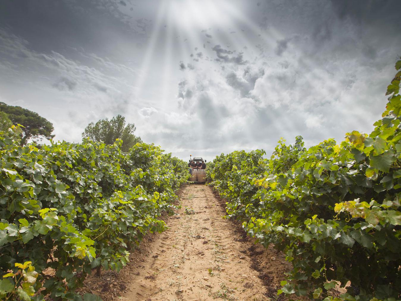 Pays d'Oc wine region captures the zeitgeist of the current wine scene. Celebrating its thirty-year conquest, it lies at the core of France’s oldest wine region, founded in the 6th century BC. Pays d’Oc is best known for varietal wines, accounting for 92% of all French varietal wine.