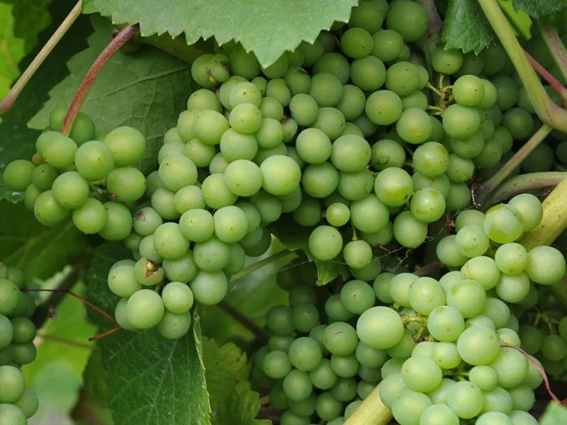 Pinot Blanc Grape