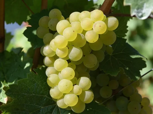 Godello Grape