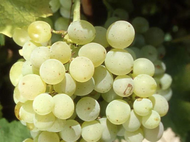 Bourboulenc Grape