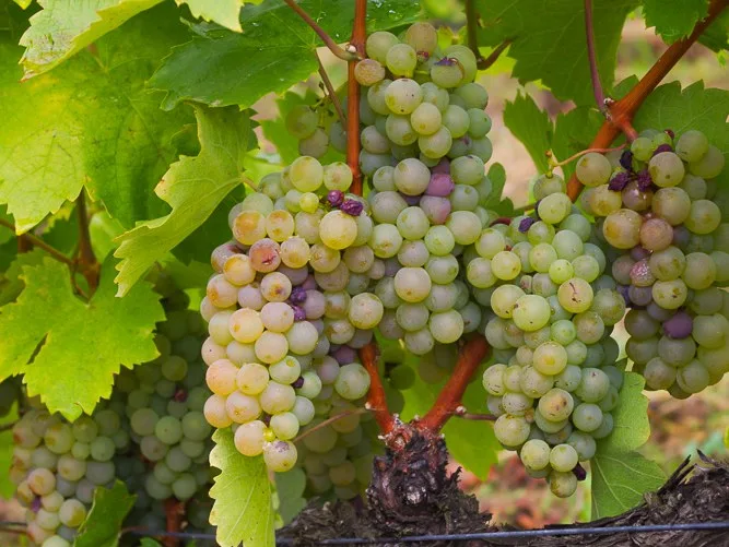 Furmint Grape