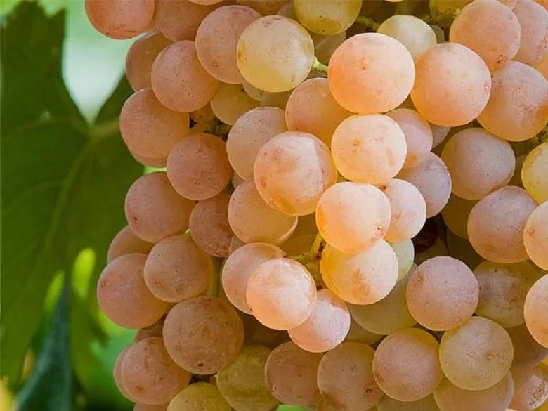 Garganega Grape