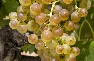 Marsanne Grape