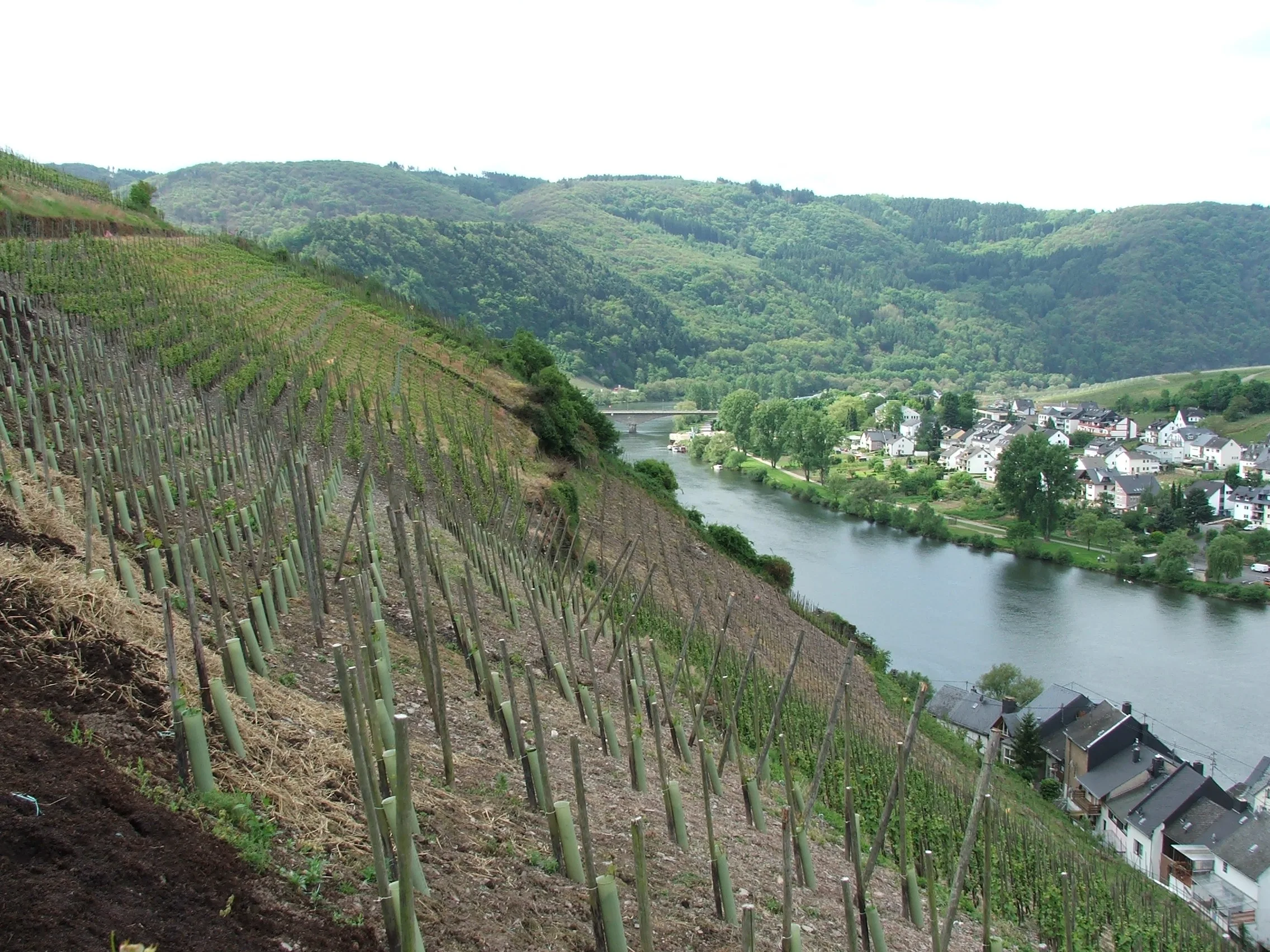 Mosel Wine region