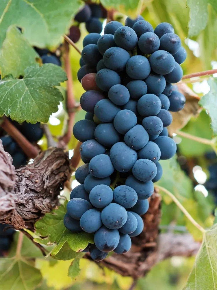 Mourvèdre grape