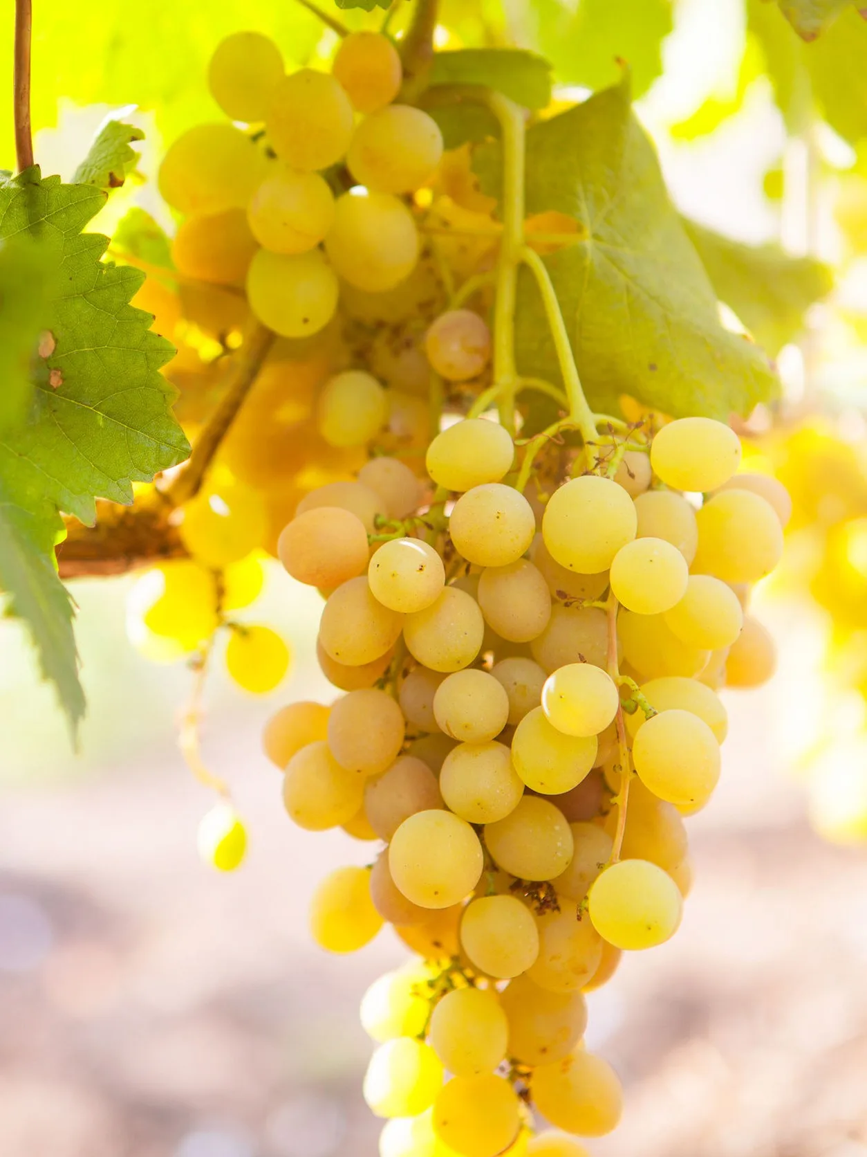 Muscadelle Grape